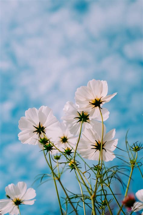 367,000+ vectors, stock photos & psd files. Download wallpaper 3264x4896 cosmos, flowers, white ...