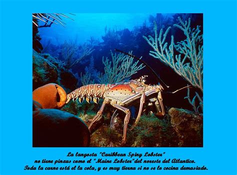 Resultado de búsqueda de langosta. Langosta a la americana