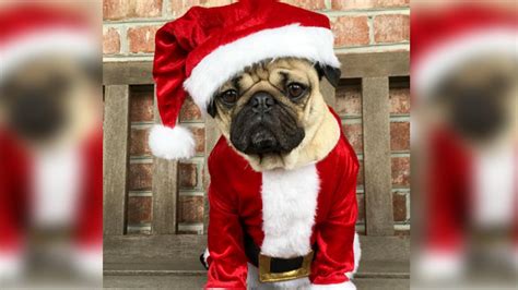 Cute Christmas Pug Wallpapers Wallpaper Cave