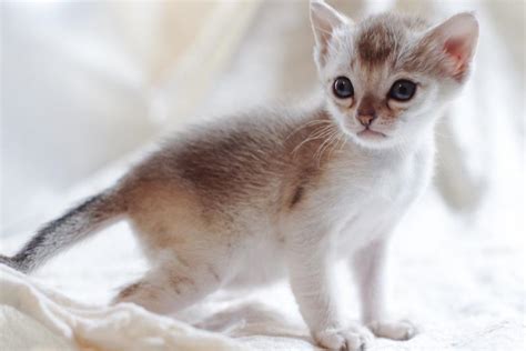 Top 10 Smallest Cat Breeds In The World Depth World