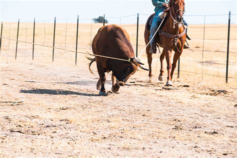 Cowboys Roping An Escaped Bull On The Ranch Stock Photo Download