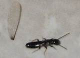 Photos of Black Termites No Wings