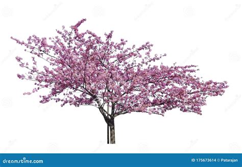 Japanese Sakura Full Blooming Pink Cherry Blossoms Tree Isolated On