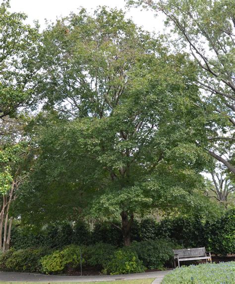 We did not find results for: UFEI - SelecTree: A Tree Selection Guide
