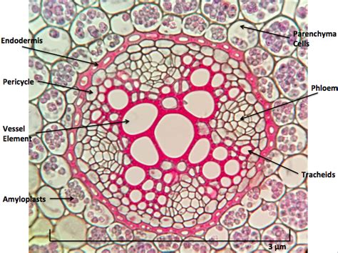 C3 photosynthesis plants that use this form of photosy. Endodermis - Endodermis - qaz.wiki