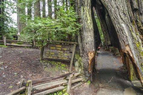 The Famous Shrine Drive Through Tree At Redwoods National Park Arcata