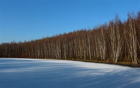 Fotos Gratis Paisaje árbol Bosque Desierto Montaña Nieve