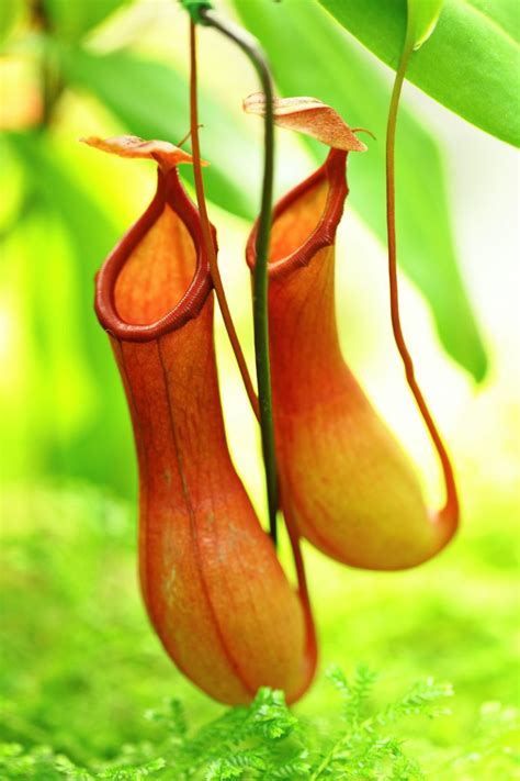 How To Grow Pitcher Plants From Seeds Geniuswriter