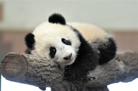 Info Wien Tipps Veranstaltungen Panda Bilder Tiergarten