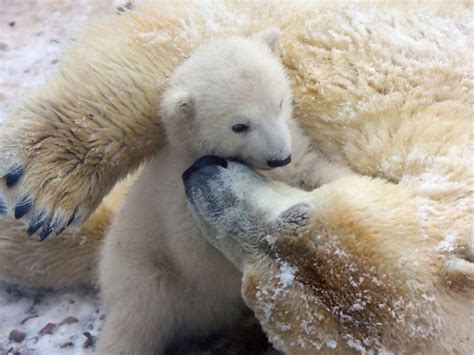 Baby Polar Bear Born In Denmark Zimbio