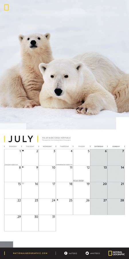 National Geographic Polar Bears 2019 Wall Calendar National Geographic