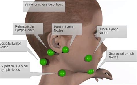 Lymph Nodes In Back Of Neck Lymph Node In Neck Head Locations In Human