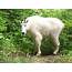 Aggressive Mountain Goats Lured To Heart Lake Hiker Campsites  The