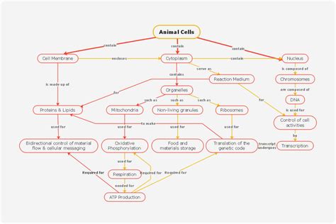 Cell Cycle Concept Map Template Edrawmind