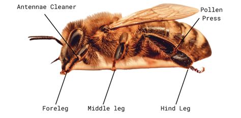 Honey Bee Anatomy Honey Bee Research Centre