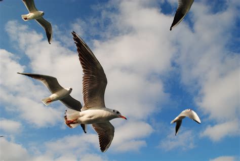 Free Photo Seagulls Flying Animal Bird Flying Free Download Jooinn