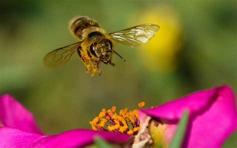 What Bees Can Teach Us About The Pollination