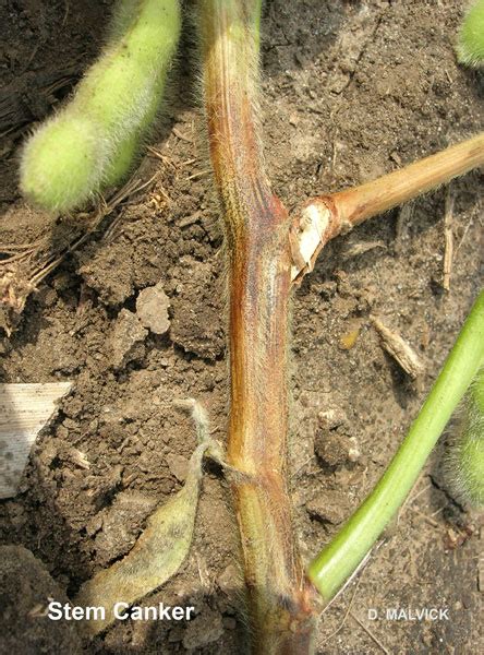 Stem Canker On Soybean