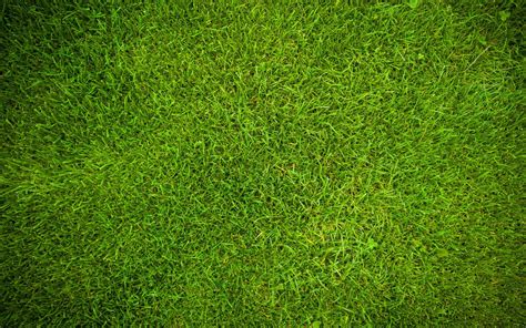 Green Grass Texture 4k Plant Textures Grass Backgrounds Close Up