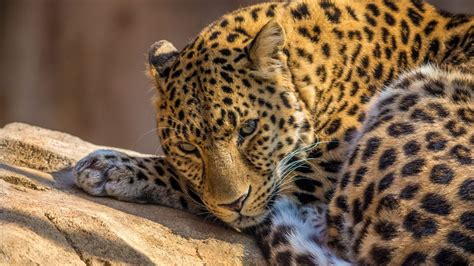 Wild Life Leopard And Snow Leopard Stunning Hd Images For Wallpapers