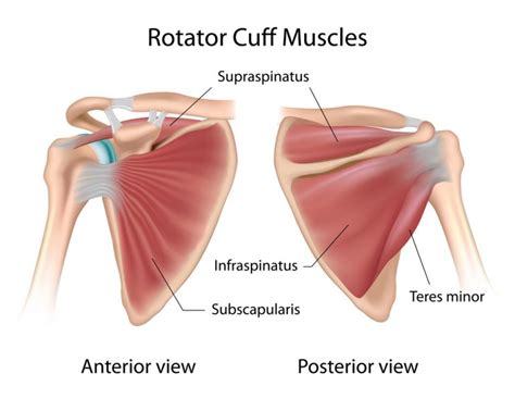 Rotator Cuff Injuries Types Diagnosis And Treatment