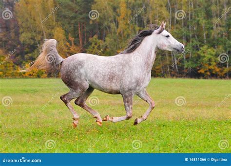 Grey Arab Horse Galloping Through The Forest Stock Photo Image Of
