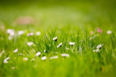 Grassy Field Background
