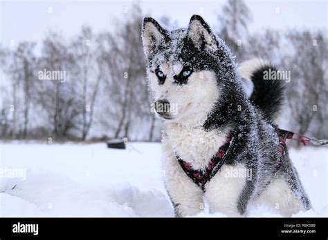 Breed Husky Sled Dogs In The Winter Northern Husky Dogs Riding On