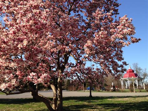 Most of these are spring ornamental trees, featuring prolific blooms ranging from pink to white. Flowering trees today, frozen blooms tomorrow | St. Louis ...