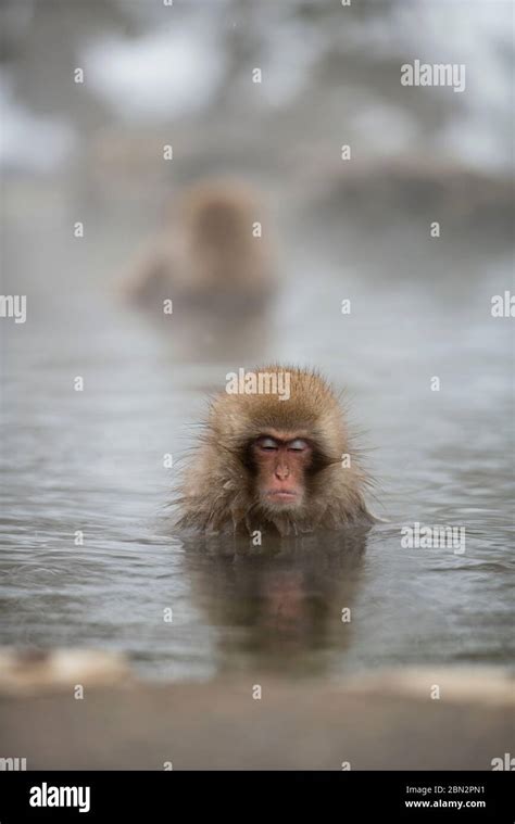 Japanese Macaque Monkey Macaca Fuscata In Hot Spring Bath Jigokudani