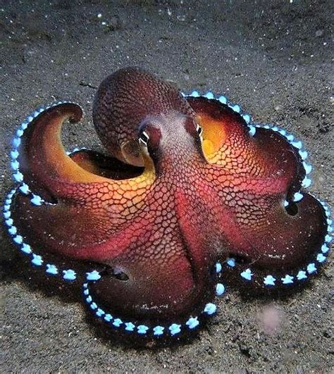 Coconut Octopus Ocean Creatures Ocean Animals Animals Beautiful