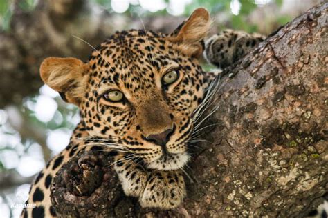 The Leopard Kapama Blog