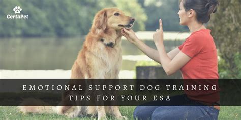 Actually, you don't register your cat anywhere! Emotional Support Dog Training Tips for Your ESA ...