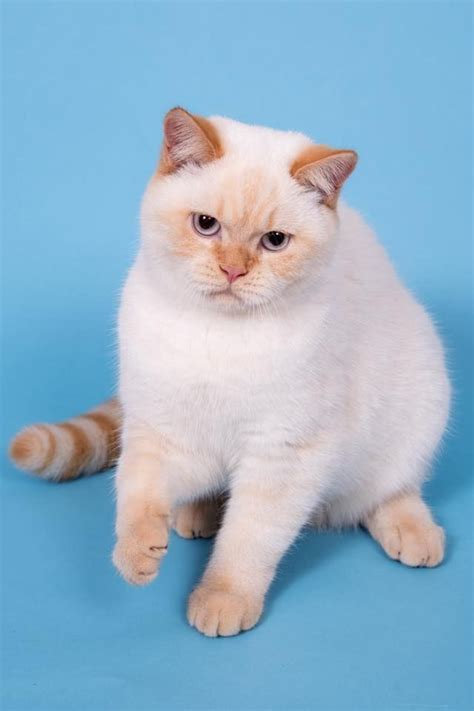 The only difference is that shorthairs can come in 16 different color points and patterns. colorpoint shorthair cat cutr