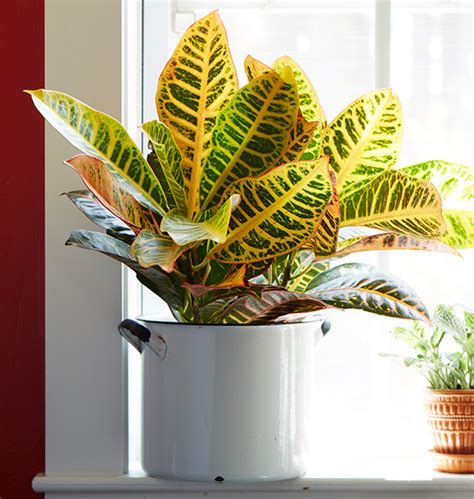 Easy To Grow Houseplants With Colorful Leaves Costa Farms