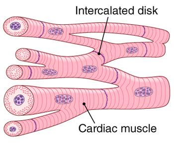 Labeled cardiac muscle diagram cardiac muscle tissue diagram labeled.… continue reading →. Muscular tissue: skeletal, smooth and cardiac muscle