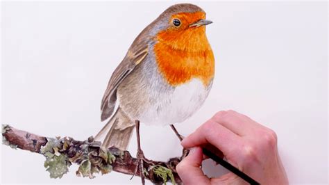 2021 happy chinese new year on red vector. How to paint a Robin for your Christmas cards - Anna Mason Art