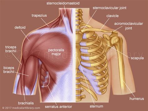 Anterior Shoulder Muscle Anatomy