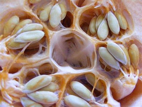 Here Are 25 Pictures That Makes Having Trypophobia Suck