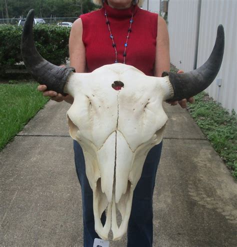 24 Inches Wide American Bison Skull Buffalo Skull For Sale
