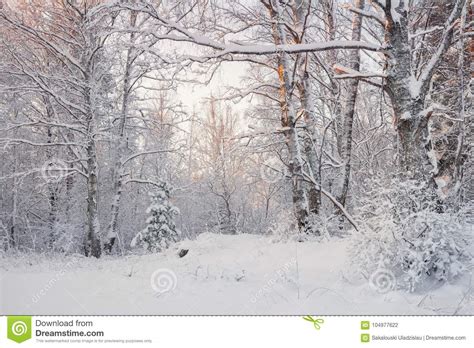 Frosty Landscape In Snowy Forestwinter Forest Landscape