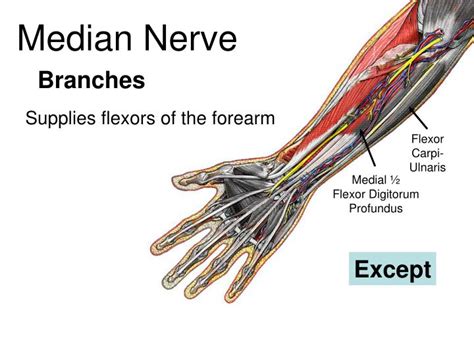 PPT - Nerves PowerPoint Presentation - ID:4875596