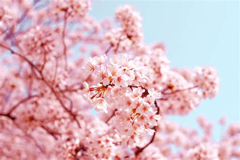 The Cultural Significance Of Japans Cherry Blossom Asian Inspirations
