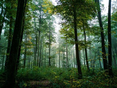 Our Forests Are On The Move Harrowsmith Magazine