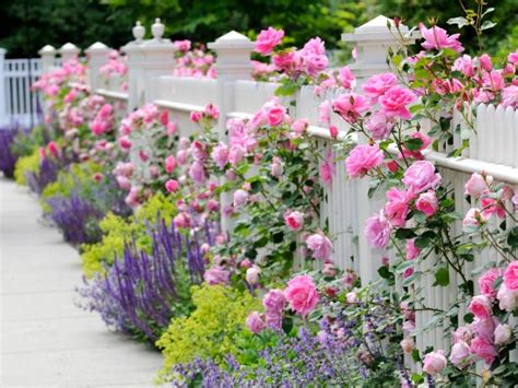 Companion Plants And Roses Hgtv