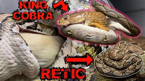 King Cobra Eats Reticulated Python Youtube