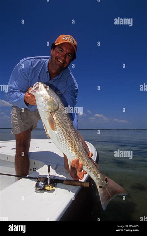An Angler With A Red Drum Or Redfish Sciaenops Ocellatus Caught In