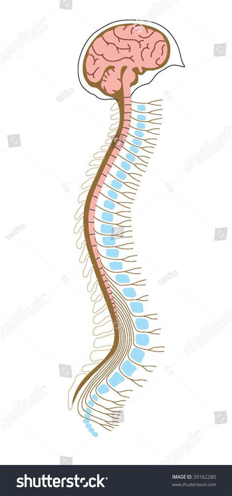 Human Brain Spinal Cord Stock Vector 39162280 Shutterstock