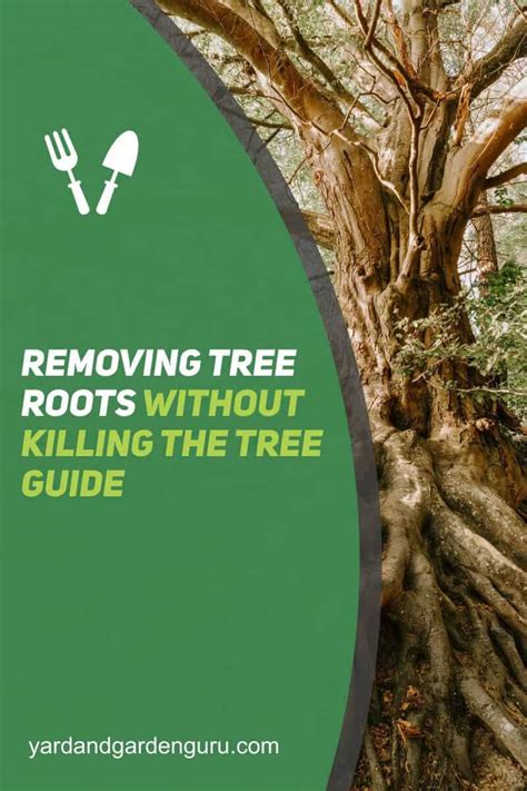 Removing Tree Roots Without Killing The Tree Guide