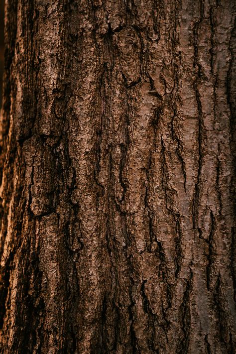 Textured Bark Of Tree Growing In Forest In Daytime · Free Stock Photo